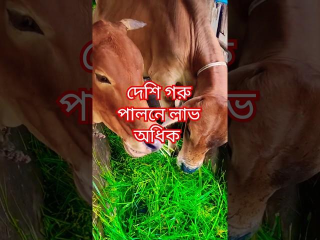 দেশি গরু পালনে লাভ অধিক #shorts #shortsfeed