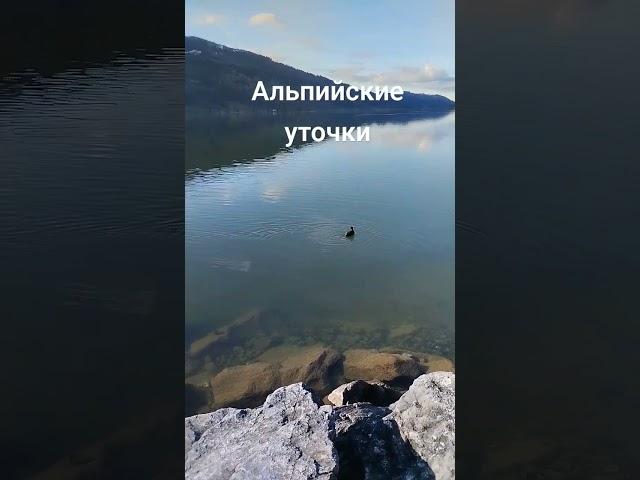 Альпийские уточки #уточки #Альпы #trip #shorts #Калинина_гид