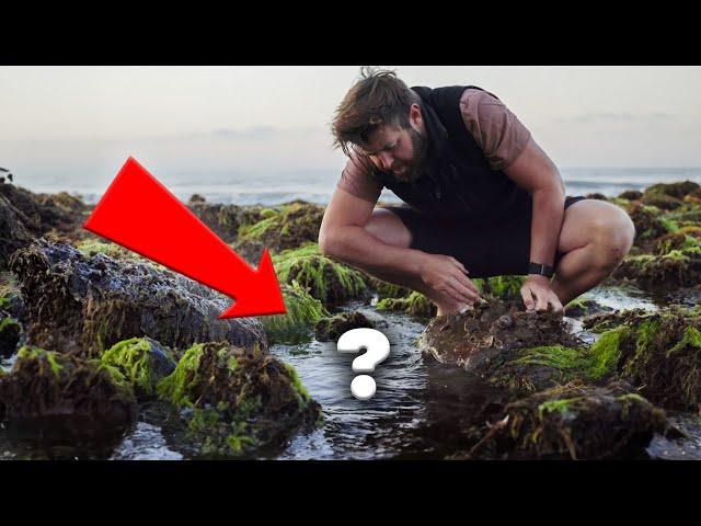 Hunting For RARE Animals In Tidepools