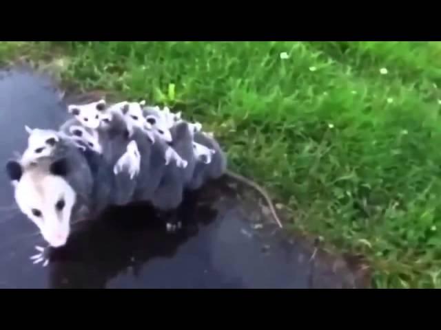 Подборка Приколов за Декабрь 2013! РЖАЧ!! ЧАСТЬ 3