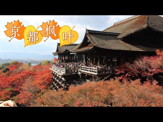 【日本旅游攻略】京都的红叶绝对值得你来看