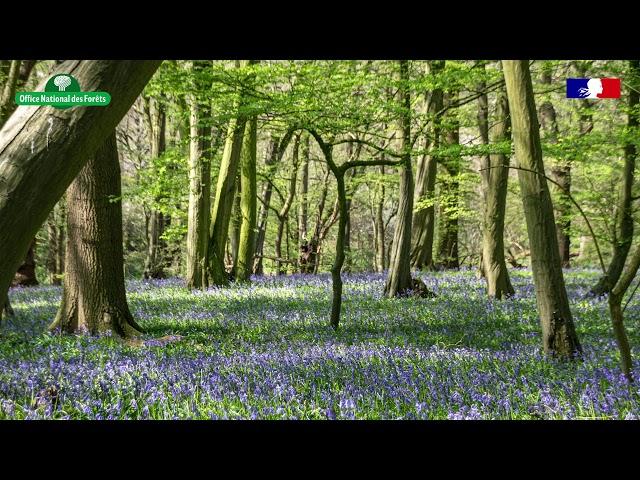 Sons de la forêt : en forêt de plaine avec les oiseaux