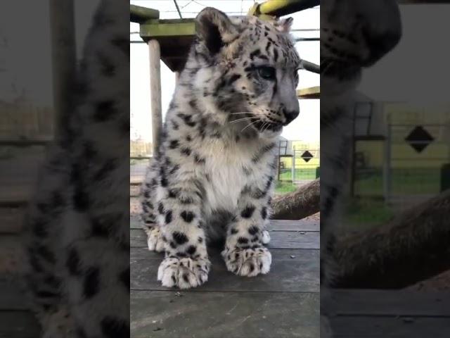 Snow leopard cub cuteness! ️ #shorts #snowleopard