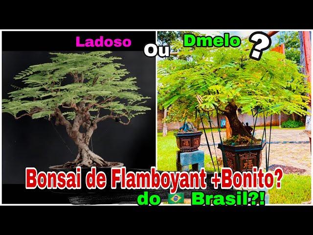  BONSAI de FLAMBOYANT MAIS BONITO do BRASIL – Ladoso ou Dmelo?  #BonsaiFlamboyant