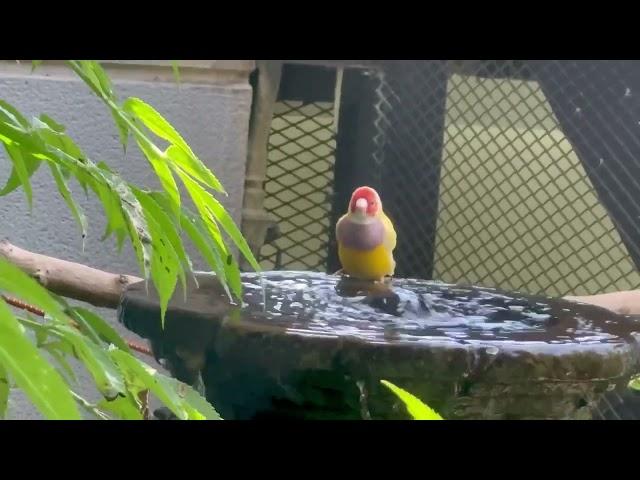 Splash time with our cute Gouldian finch | BCC5