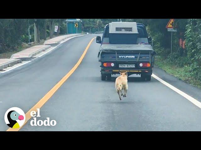 Esta mamá persigue a un camión que lleva a sus cachorros | El Dodo