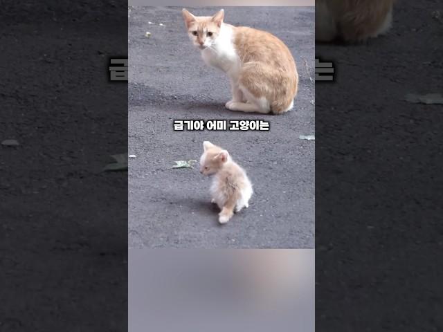 엄마에게 버림받아 결국 눈물짓는 아기 고양이