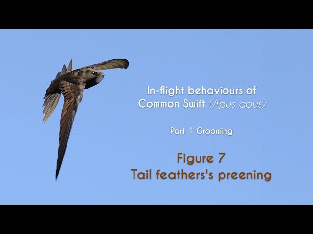 COMMON SWIFT - In flight grooming - FIGURE 7 : Tail feathers's preening