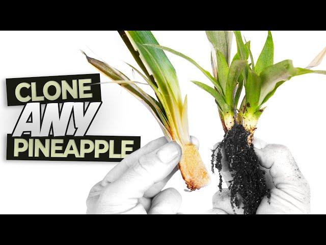 Multiplying Dozens of Pineapple Plants from a Top with RESULTS! |  Easy Pineapple Top Propagation