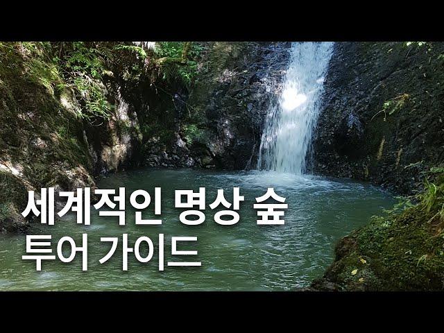 일지의 VLOG, 뉴질랜드 어스빌리지 최고의 명상 숲 길을 안내하겠습니다