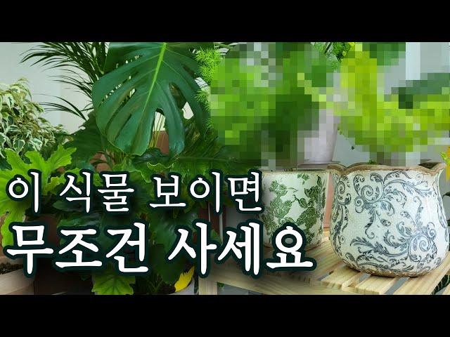 예쁜데 키우기 쉬운 아파트 플랜테리어 식물 | 순둥이 식물 추천