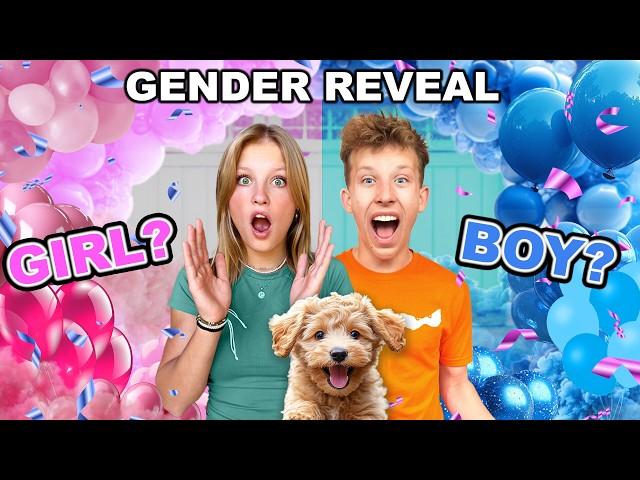 Puppy Gender Reveal! So CUTE!