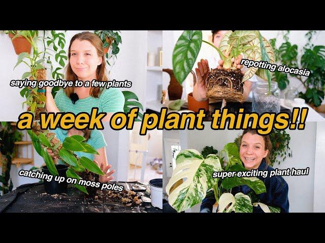 finding DREAM plants, extending moss poles, & repotting | plant chores + mini plant/thrift haul