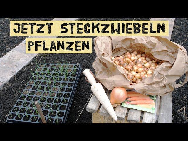 Steckzwiebeln im Frühjahr pflanzen. Reihenabstand, Tiefe, Mischkulturen & Pflege. Stuttgarter Riesen