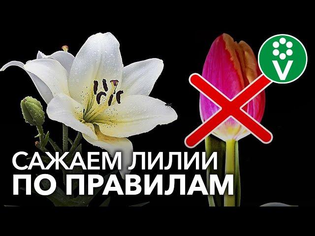 НЕ САЖАЙТЕ ЛИЛИИ РЯДОМ С ТЮЛЬПАНАМИ! И другие важные моменты при посадке лилий осенью