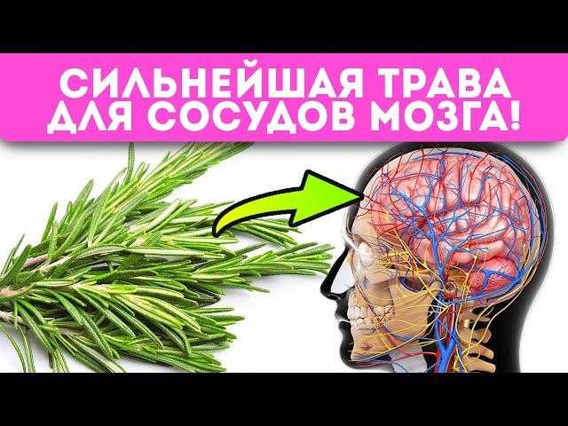 Даже пара веточек розмарина запускает в организме необратимые процессы! Суставы, ЖКТ, сосуды…