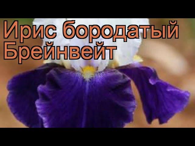 Ирис бородатый Брейнвейт (iris)  ирис Брейнвейт обзор: как сажать рассада, саженцы ириса Брейнвейт