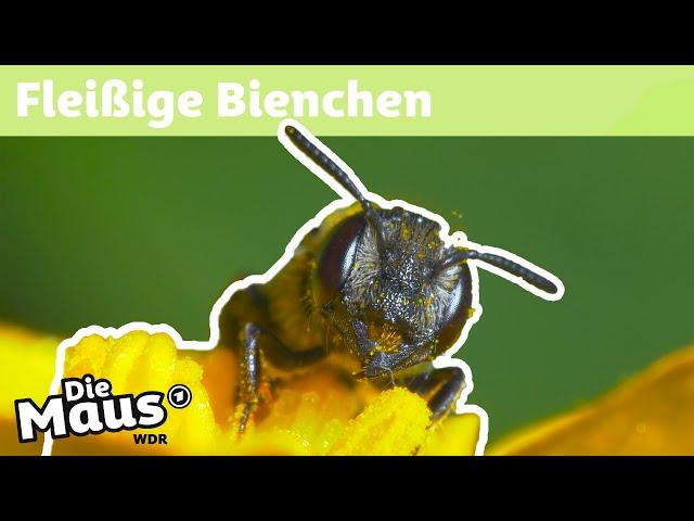 Warum sammeln Bienen Pollen? | DieMaus | WDR