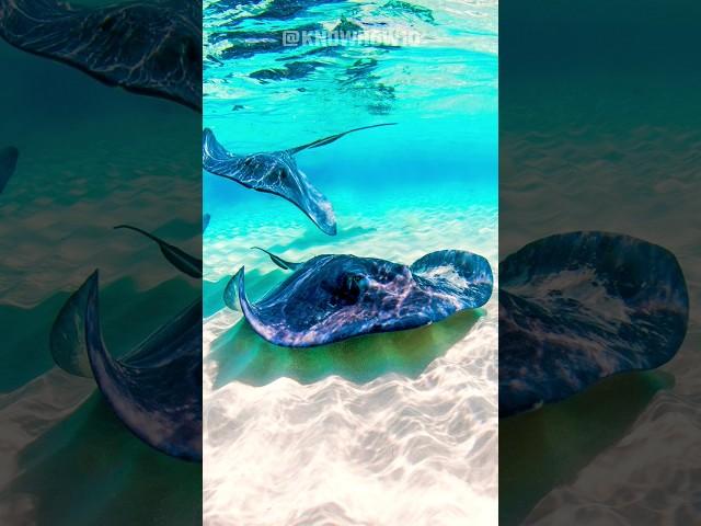 Stingray Facts | Everything You Need to Know About These Ocean Wonders