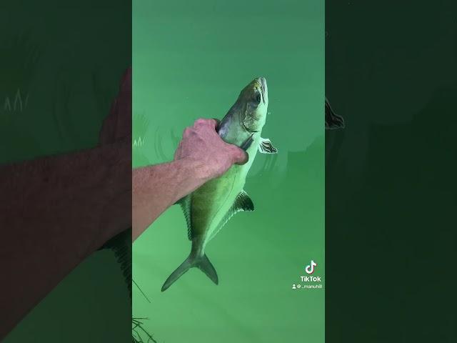 #pesca #fishing #pescaspinning #fish #perte #lecciaamia #daiwa #savagegear