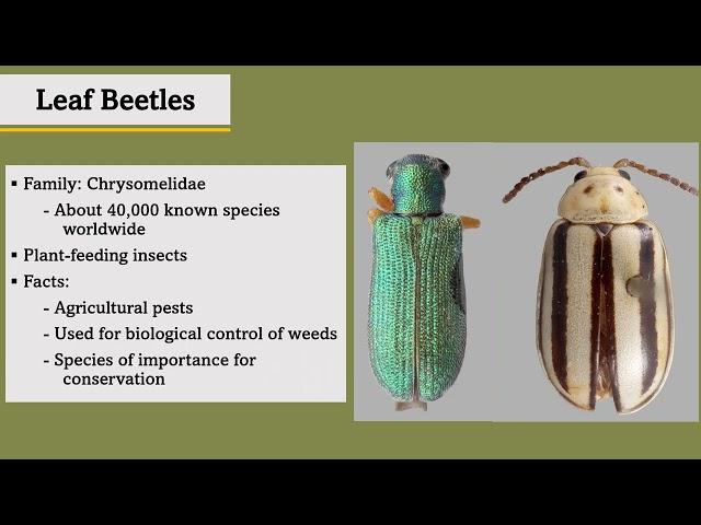 Shelby Hernandez - Understanding Leaf Beetles in Texas National Parks