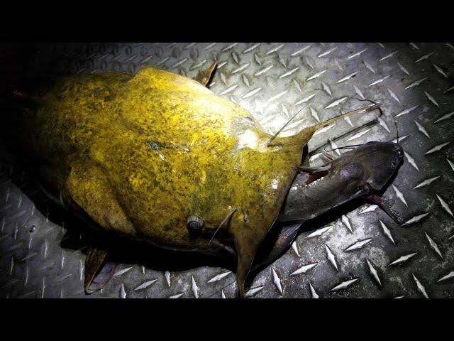 Catching Flatheads with Live Channel Catfish