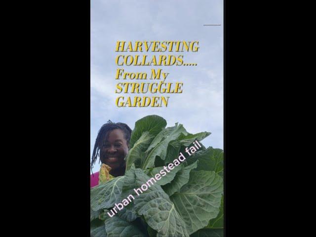 Forgotten Garden Miracle: Harvesting Collard Greens After 2 Years of Neglect!