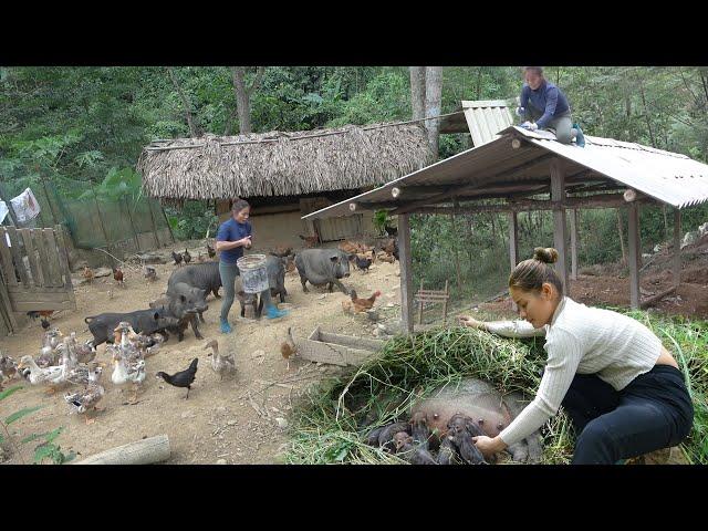 Build a new pen for the newborn pigs in the forest