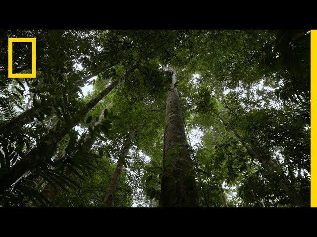 The Nature of Nature | National Geographic