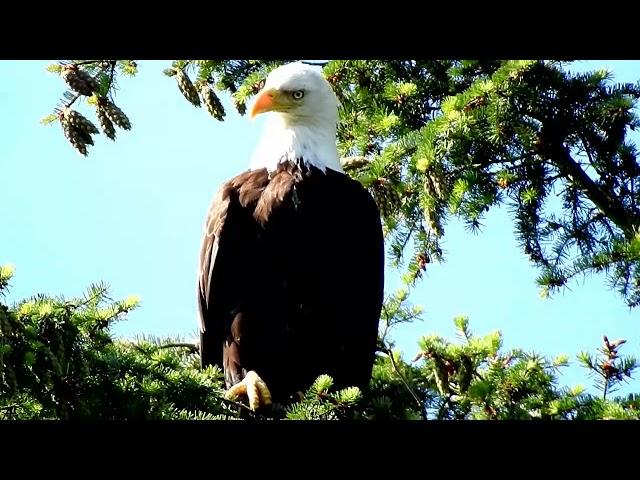 Bald Eagle Haliaeetus leucocephalus 白头海雕 6 15 18 Cranberry Lake