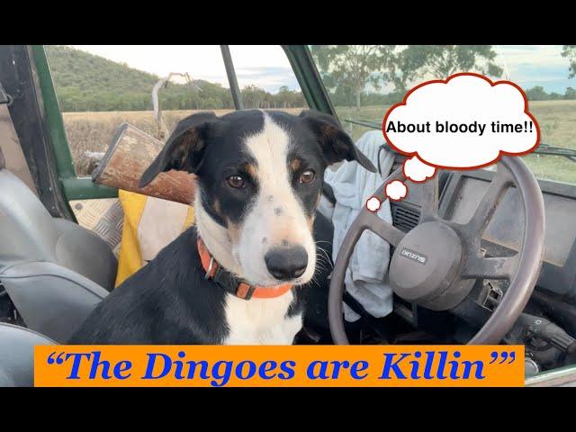 The Dingoes are Killin'  Eps 1