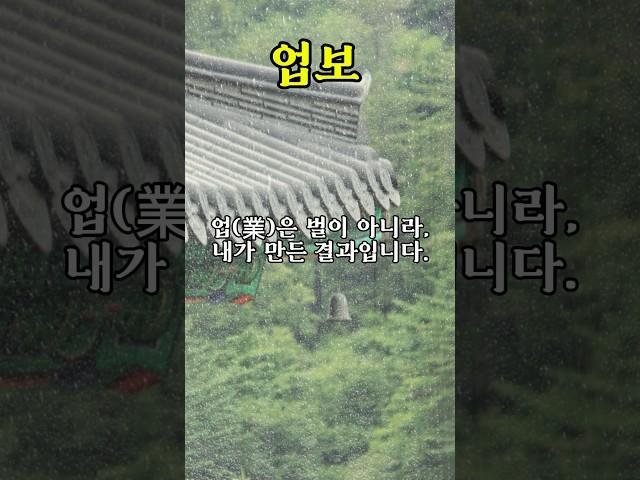 업보와 용서 #부처님말씀 #불교명언 #마음물들다 #업보 #카르마