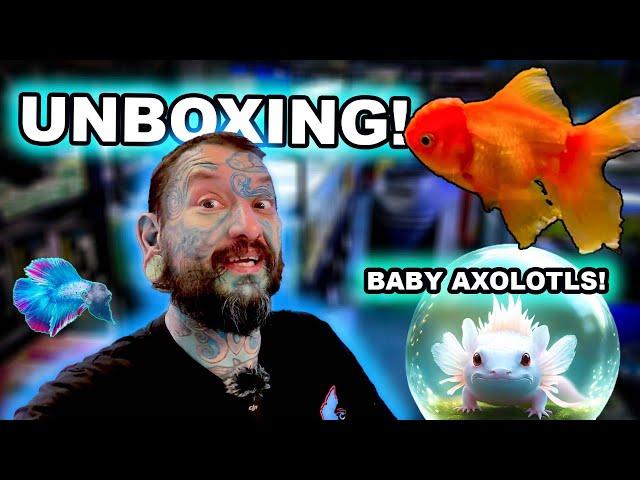 Tropical Fish Unboxing Surprise: Missing Boxes & Baby Axolotls Hatching!