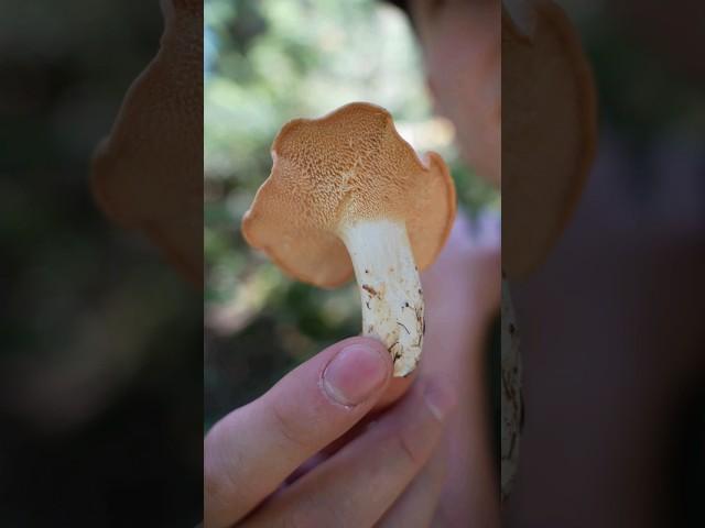 My Favorite Edible Wild Mushroom! #foraging