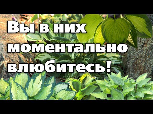 ТОП - 7 лучших сортов хосты. Самые устойчивые и надежные