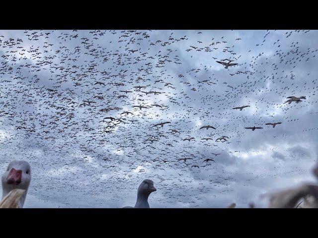 100,000 SNOW GEESE LANDING!! Crazy Snow Goose Hunt!! Massive Rainouts