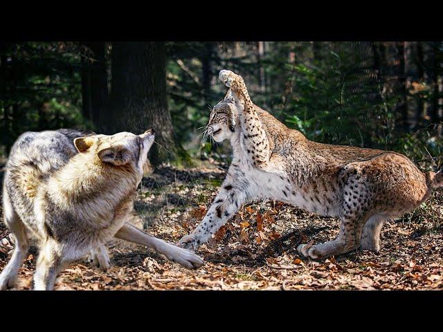 Even Wolves are afraid of this Cat! The lynx is a ferocious forest ghost!