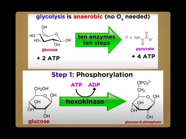 Chapter 3: Biomolecules: Micro and Macromolecules