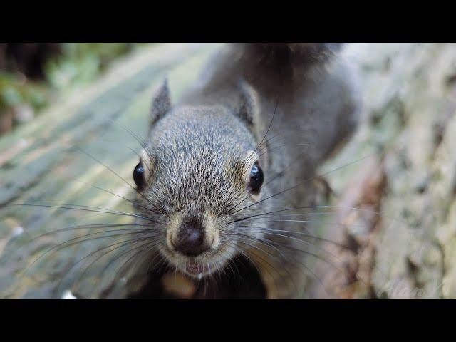 Squirrels Eating Nuts And Angry Fight Alert Sounds