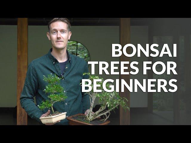 Bonsai trees for Beginners