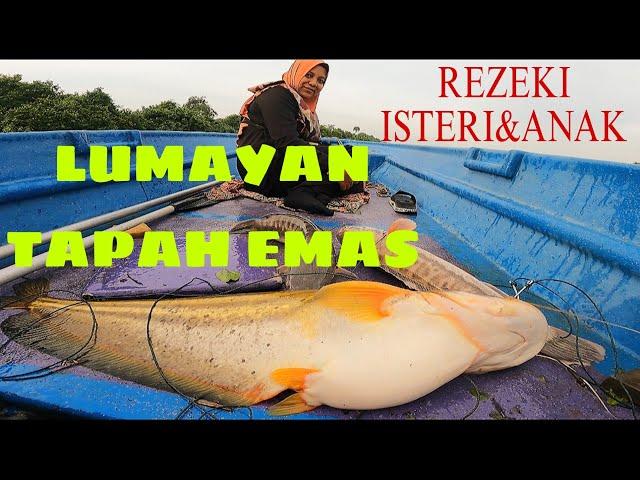 Luarbiasa ‼️ IKAN TAPAH EMAS ⁉️Lubuk Keramat Kuala Ring Memberi Hasil Lumayan⁉️Pasang Jaring & Tajur