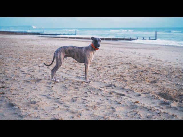 Whippet Full Speed On The Beach