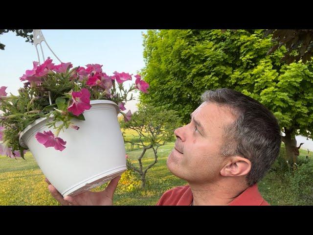 Can I Turn These Small Petunia Baskets Into Showpieces?