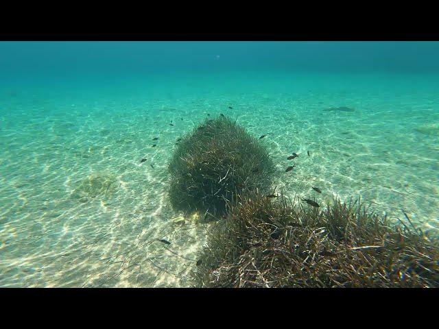 Diving in the seabed. . A video for relaxation.