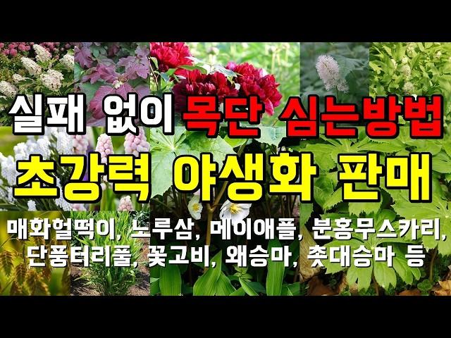 해마다 다시 피는 초강력 야생화 소개와 실패없이 목단 심는방법 알려드려요.