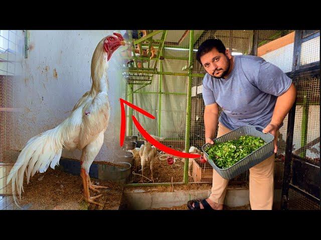 Aseel Murgho ka diet plan, How to Grow Aseel Chicks, Hen Hatching Eggs, Free range chicken farm Hsn