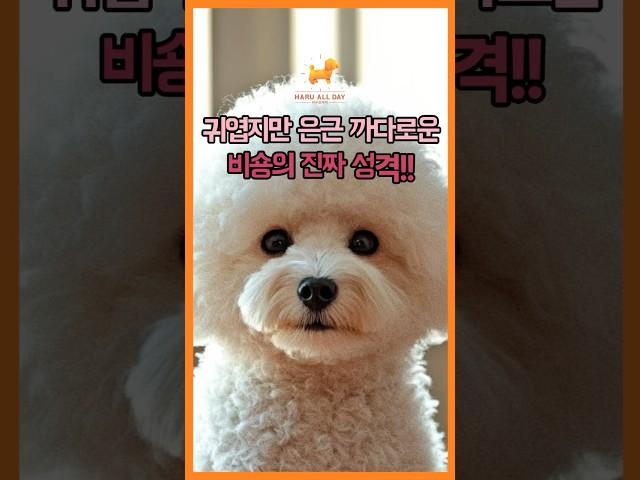 귀엽지만 은근 까다로운 비숑의 진짜 성격!