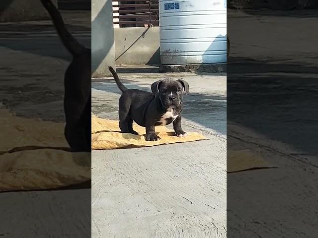 American Bully | Micro Size American Bully Puppy | Puppies for Sale | Delivery Available in India