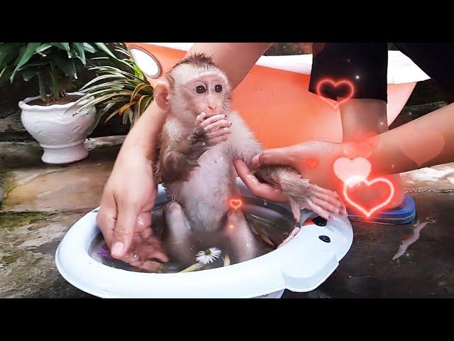 Cute baby monkey LyLy relaxes with her mother after a long and tiring day of exercise