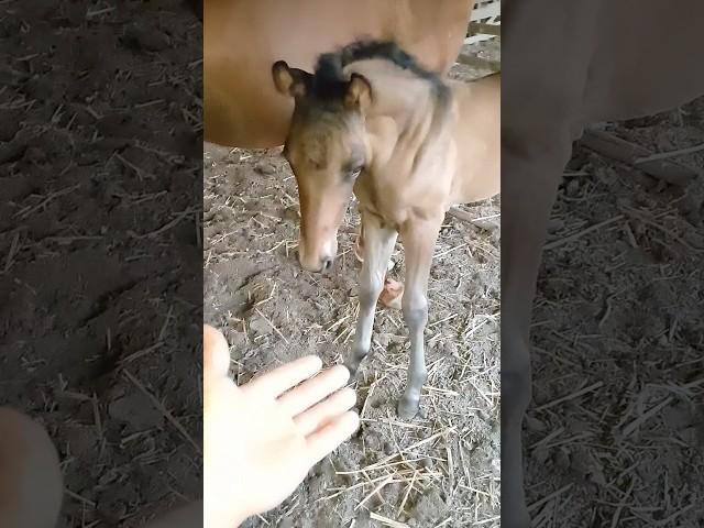 придумали простое мурское имя орлик так и назвал орликом #horse #лошадки